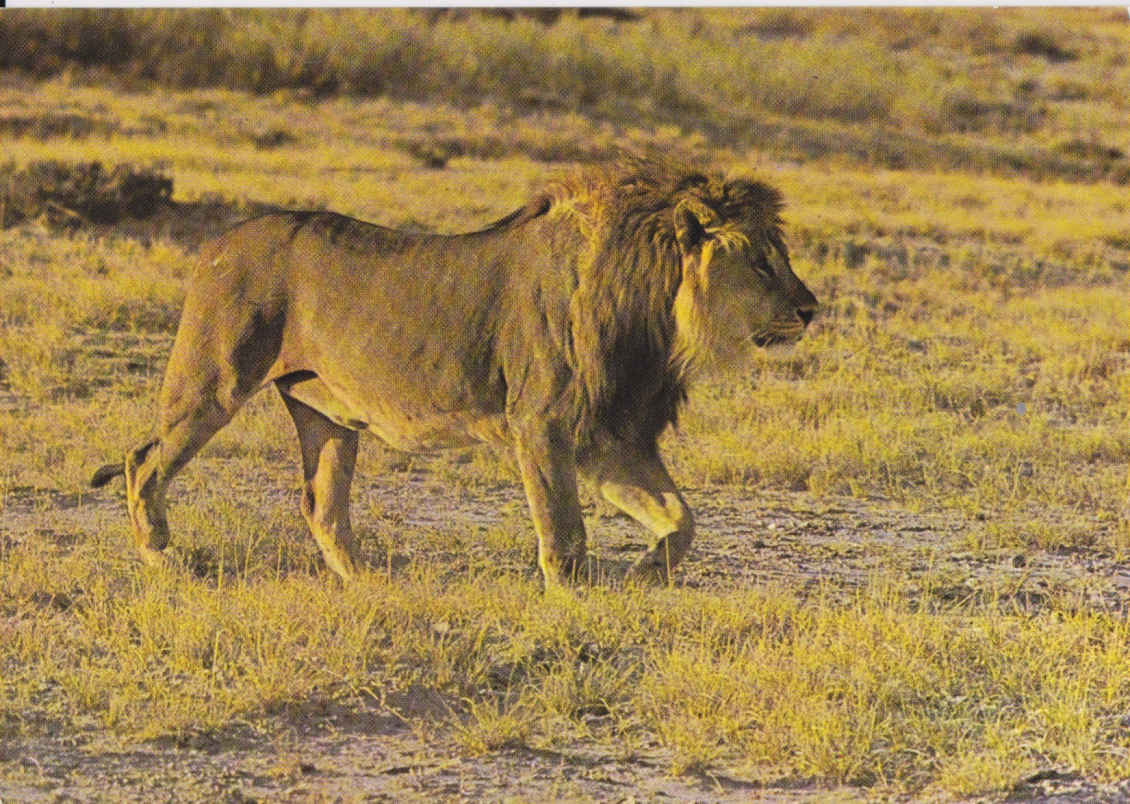 Male Lion, Okondeka, Etosha Park
