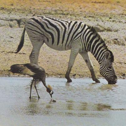 ETOSHA