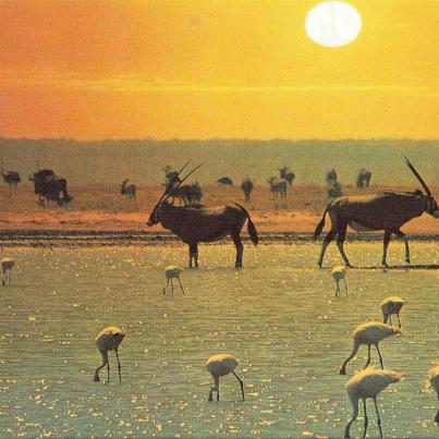 Etosha S.W.A.