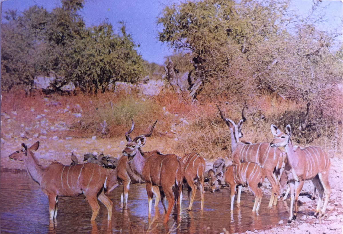 Etosha, Koedoes by 'n drinkplek