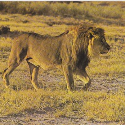 Male Lion, Okondeka, Etosha Park