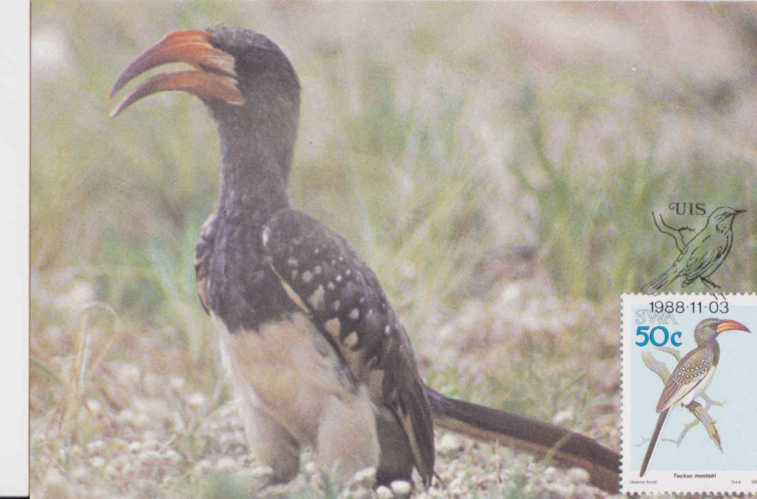 Hornbill