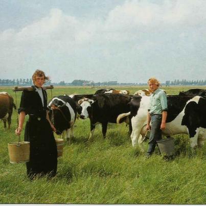 Volendam, Cheese farm 'Alida Hoeve'