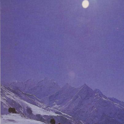 Yaks near Khung Yung, Nepal