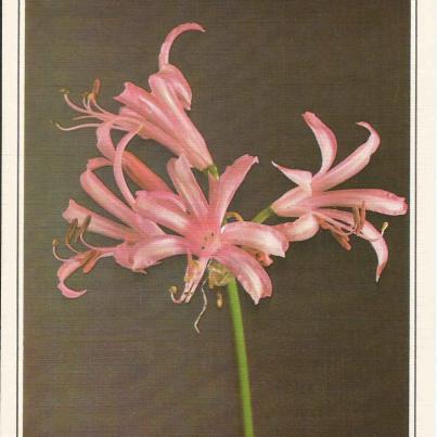 Poland_ Posdrowienia _Kind or best regards_