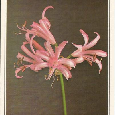 Poland, Posdrowienia (Kind or best regards)