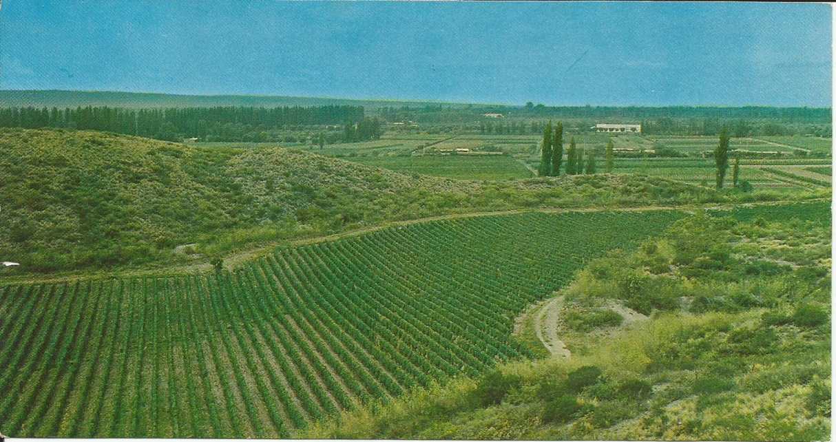 Argentina, Vineyards, Mendoza