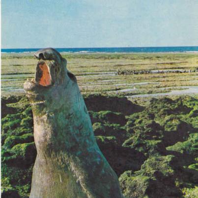 Sea Elephant, Punta Norte, Argentina