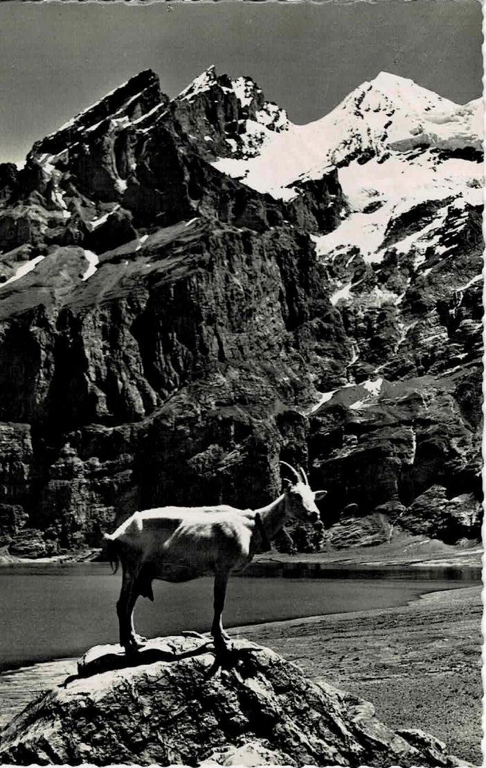 Goats de Rhone, Switzerland