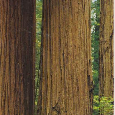 Walk Thru Tree, California