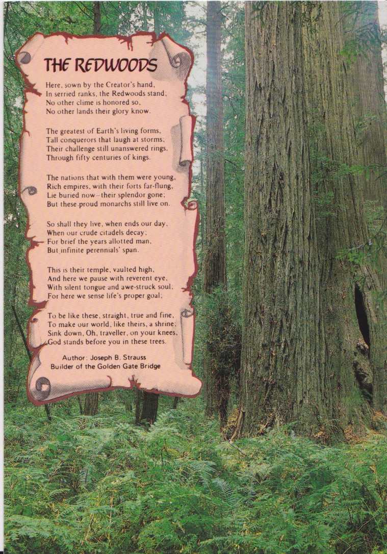 Redwoods