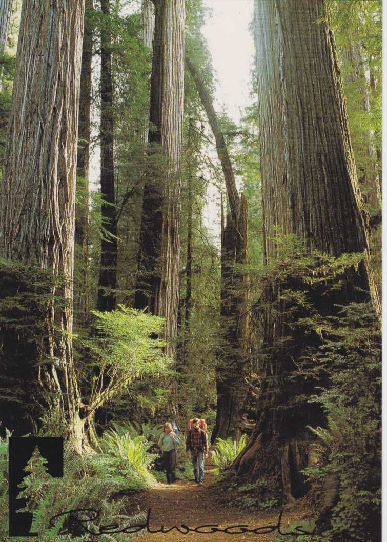 Redwoods2