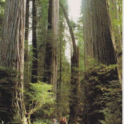 Redwoods2