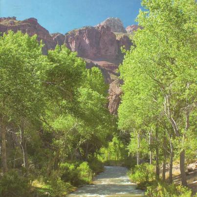 Grand Canyon National Park. Bright Angel Campground_1