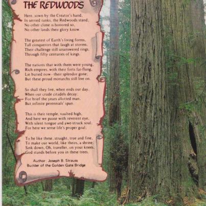 Redwoods