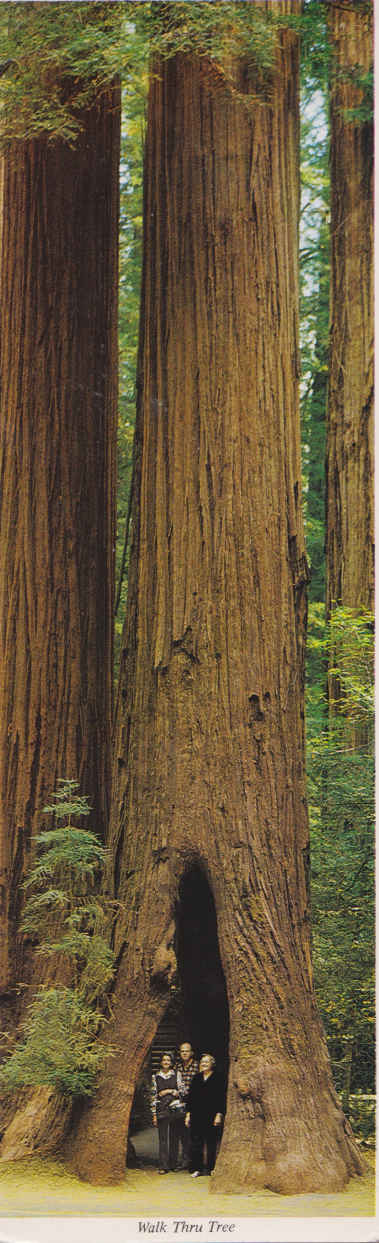 Walk Thru Tree, California