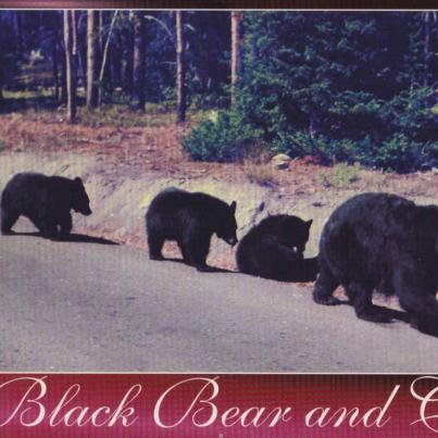 Black Bears