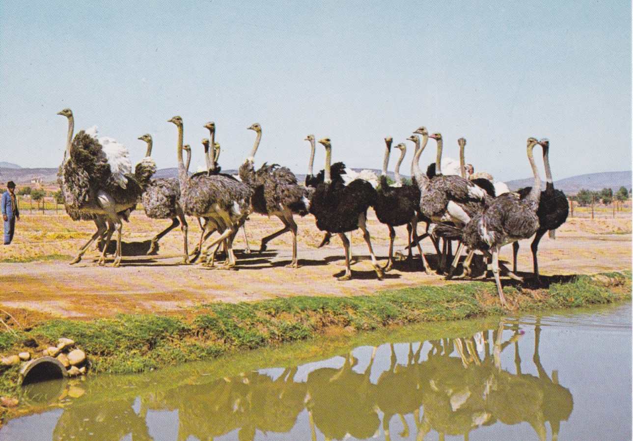 Ostriches