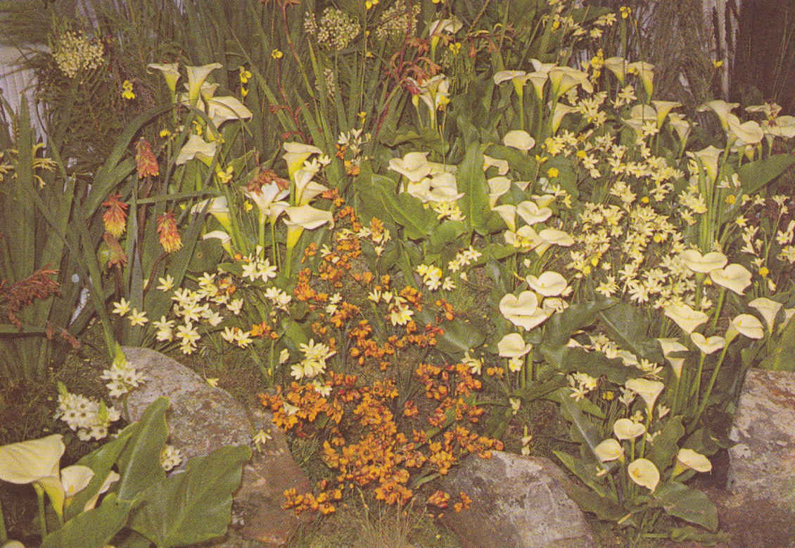 Red hot pokers, Arum lilies, Ixia imaculata and Sparaxis