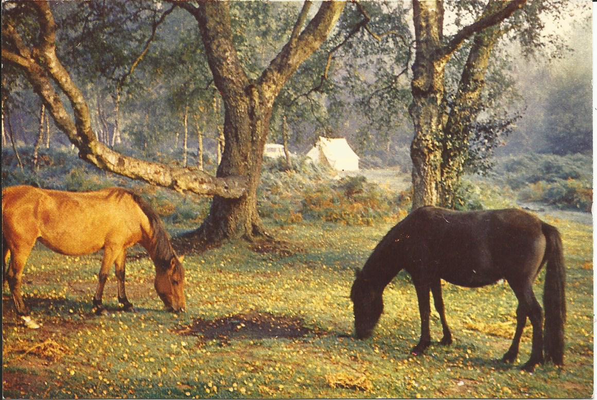 Hampshire, Ponies in the New Forest at Ashurst