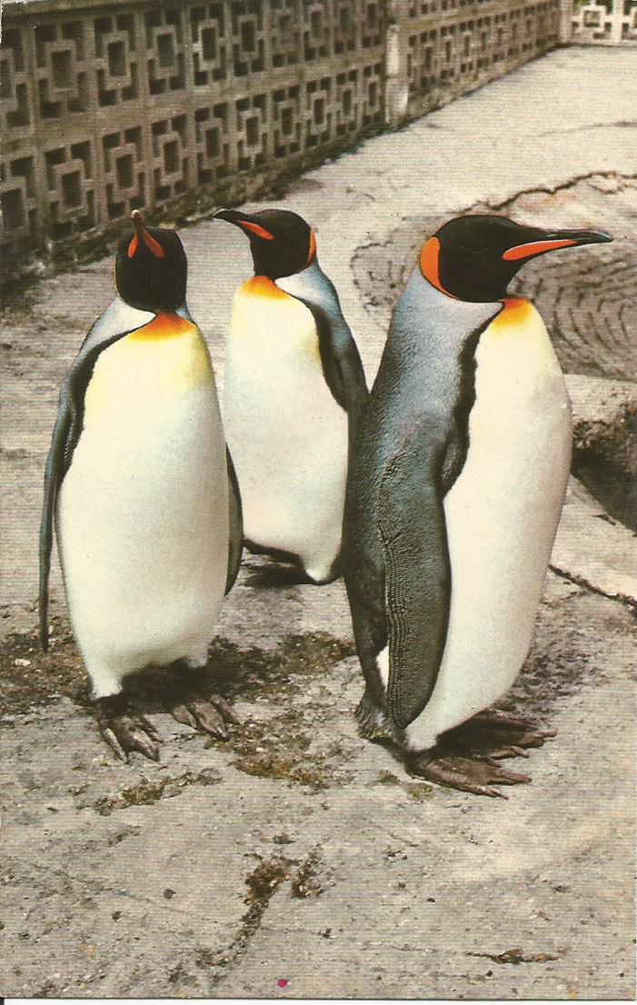 Southampton, Penguins, Southampton Zoo