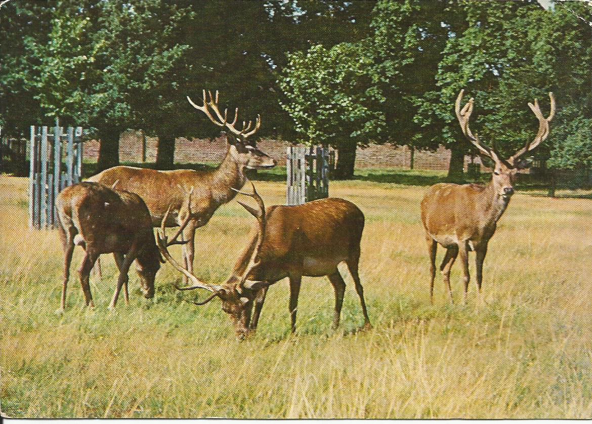 Surrey, Richmond Park, Red Deer Stags grazing