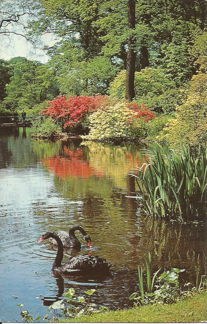 Windsor, Windsor Great Park, Australian Black Swans in the Upper Pond